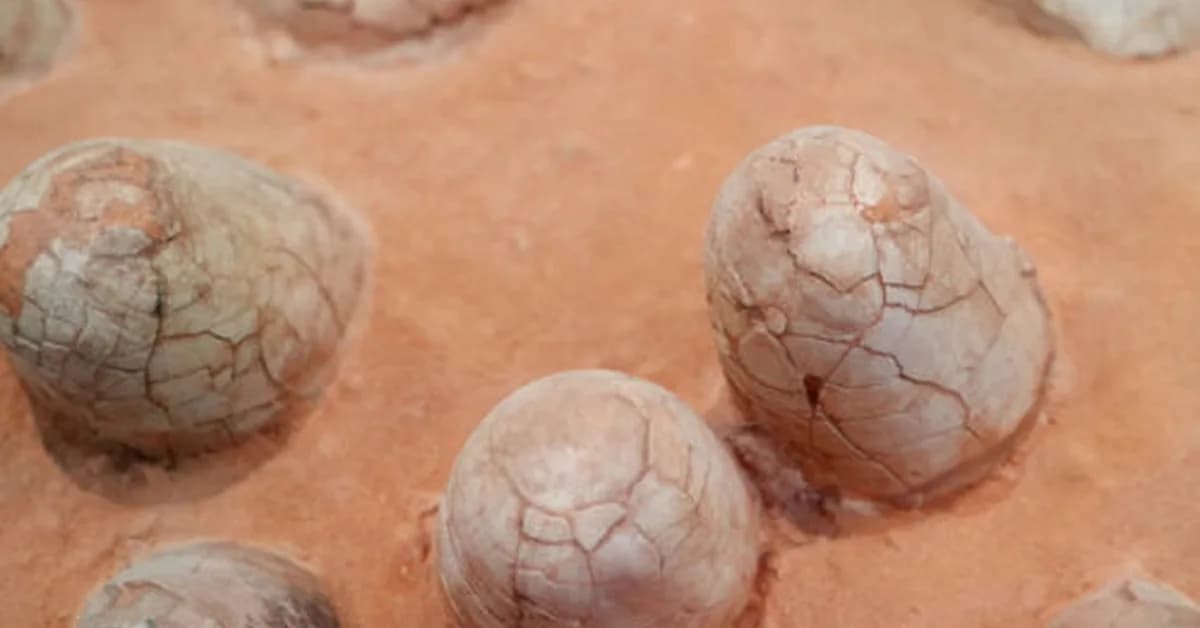 Dinosaur eggshells can reveal the age of other fossils