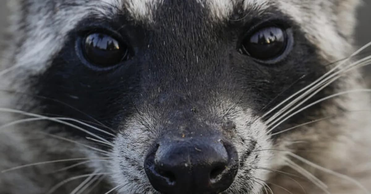 Opinion: RFK Jr. allegedly 'collected' a dead raccoon's penis. Was it bioethically justifiable?