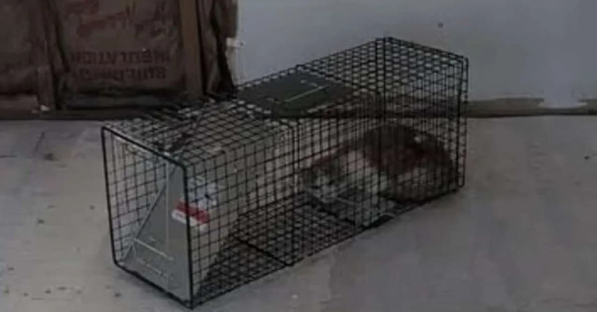 Feral cat squatters derail major renovation with 'ungodly stench'