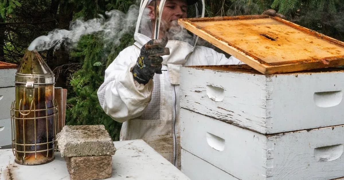 A college student is funding his tuition by raising bees and selling honey: 'This is the ultimate side business'