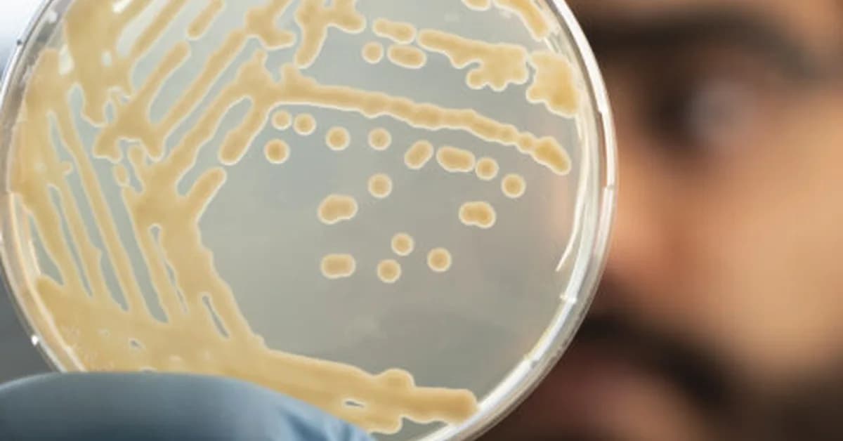Some ancient microbes frozen with Ötzi the Iceman are still growing