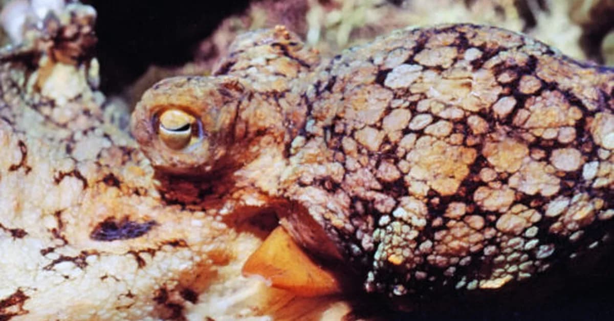 Male octopuses guided through mating by female hormones