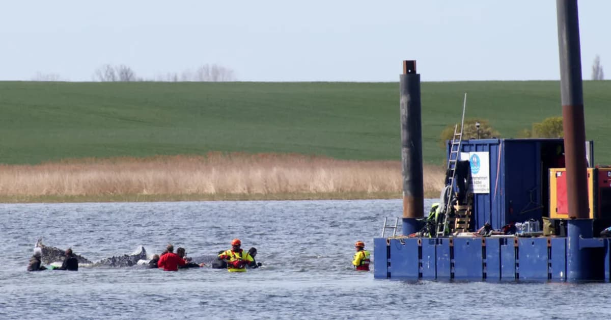 Germany holds breath as stranded whale 'Timmy' sets off in barge