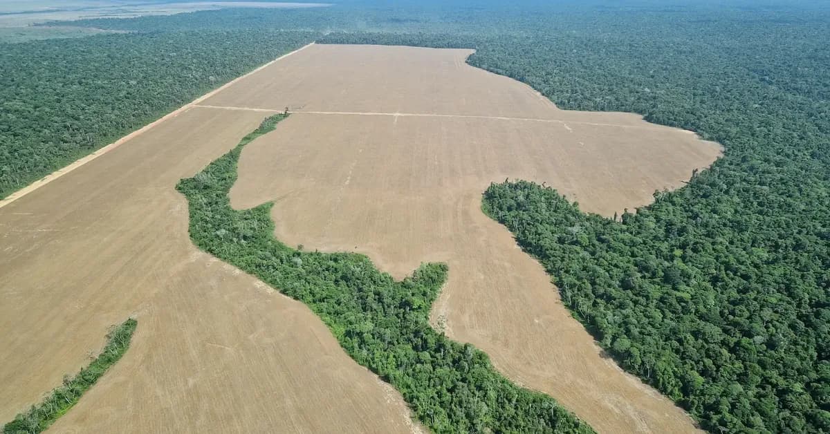 Without stronger government action, Brazil's low deforestation in the Amazon is unlikely to last