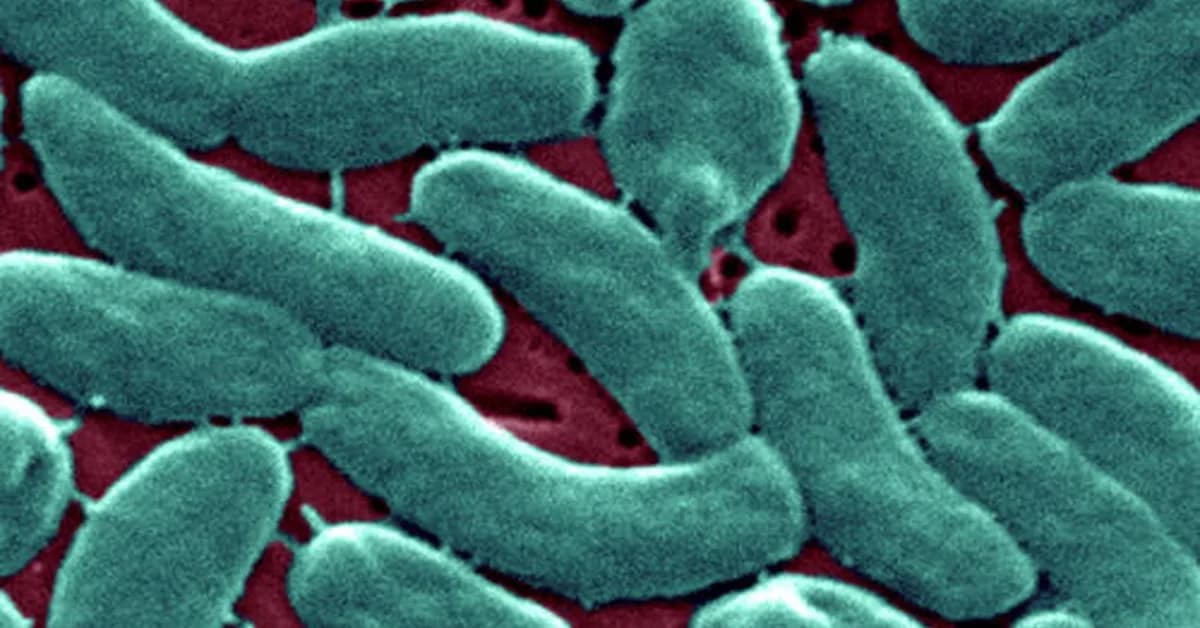 Flesh-eating bacteria devour man's arm and leg in just three days