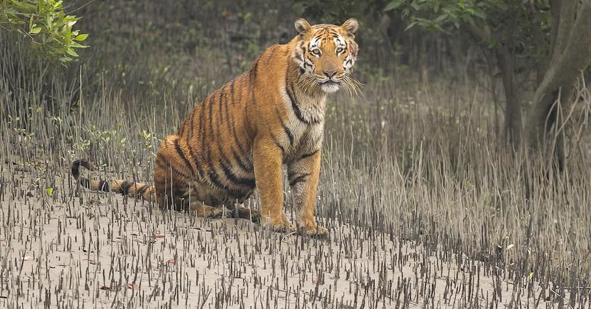 Bangladesh's tigers stalk uncertain future in Sundarbans