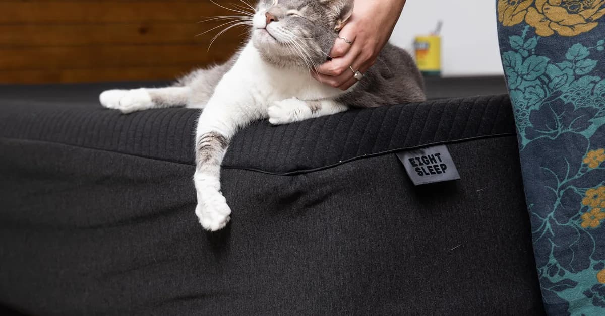 My $5K smart bed needs to shut the hell up