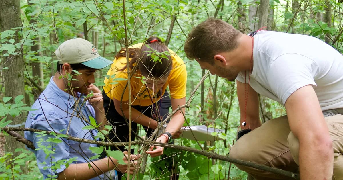 Sapling-NeRF: Geo-Localised Sapling Reconstruction in Forests for Ecological Monitoring
