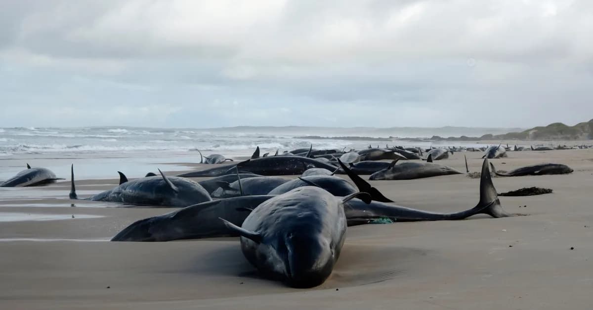 Middle East conflicts a danger for whales off S.Africa: study