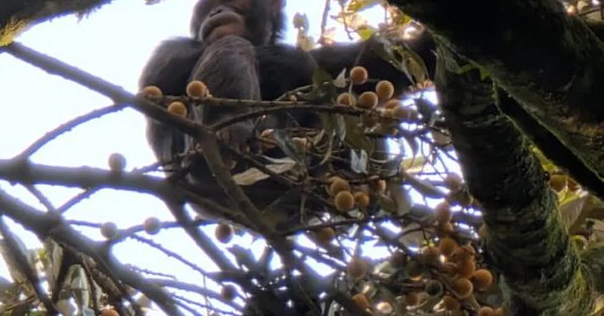Boozy chimps fail urine test, confirm hotly debated theory