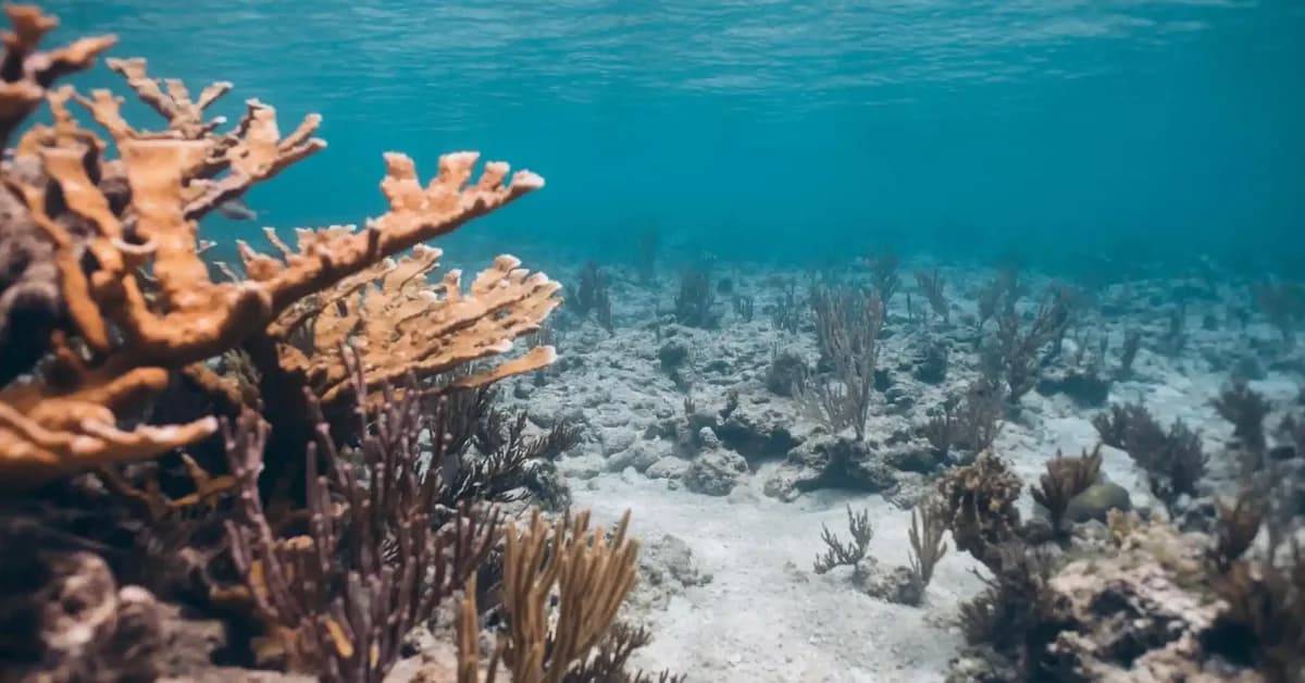 Sewage Is Threatening Coral Reefs Around the World, Even in Marine Protected Areas
