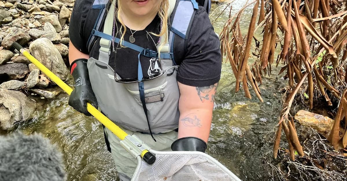 Appalachia's iconic salamander was slated for federal protection. It's still in limbo.