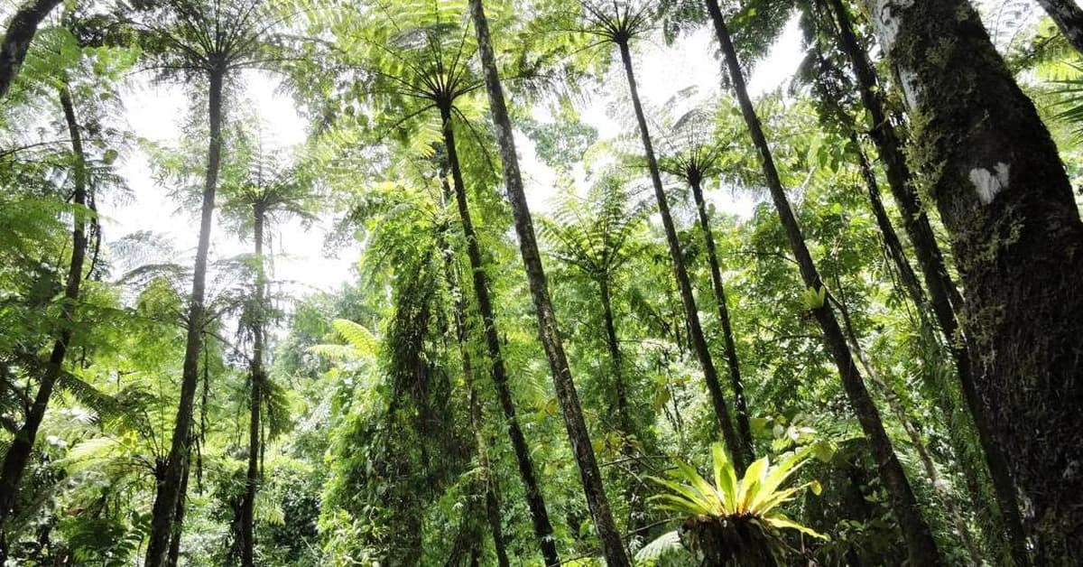 Cropped 6 May 2026: Forest loss falls | Deforestation regulations | Saving 'India's Galapagos'
