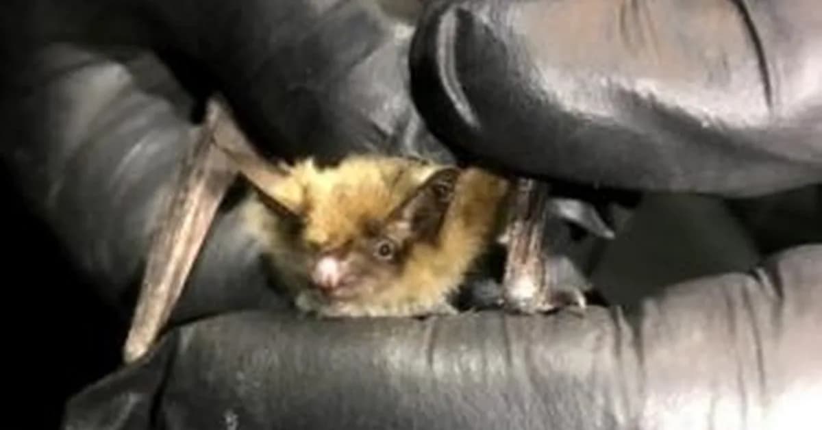 Myotis Bat Genomes Reveal How They Fight Viruses, Cancer, and Cellular Damage