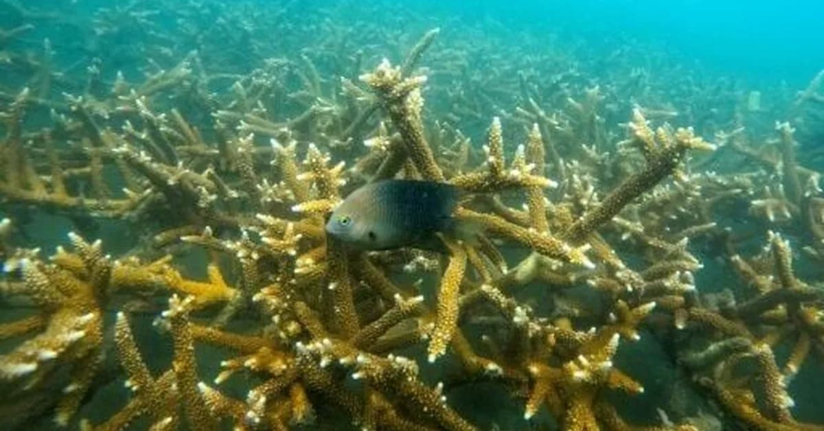 Colombian ex-fisherman swaps trade for saving Caribbean coral