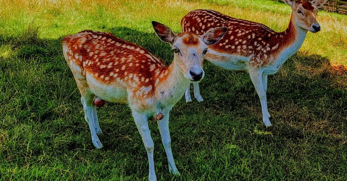 Rewilding leadership: Can nature provide the blueprint for thriving in an age of disruption?