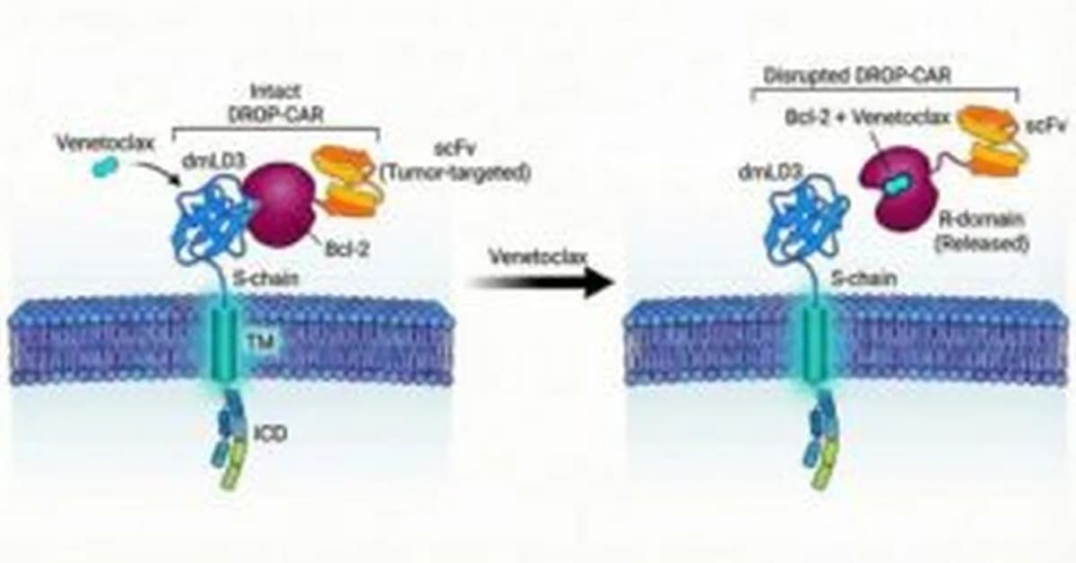 Drug-Controlled CAR T Cells May Enable Safer Immunotherapy