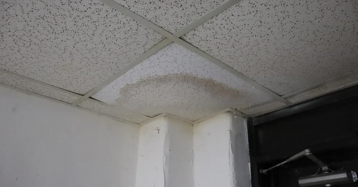 A hotter, wetter South is becoming a breeding ground for mold