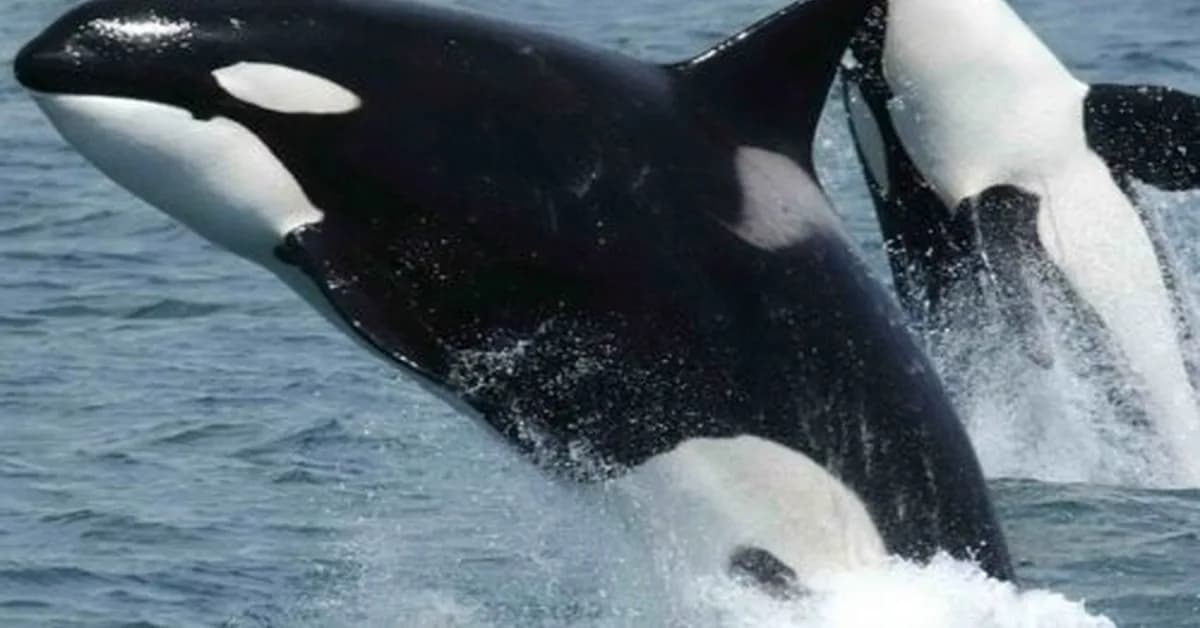 Orcas team up to ram sunfish until they explode