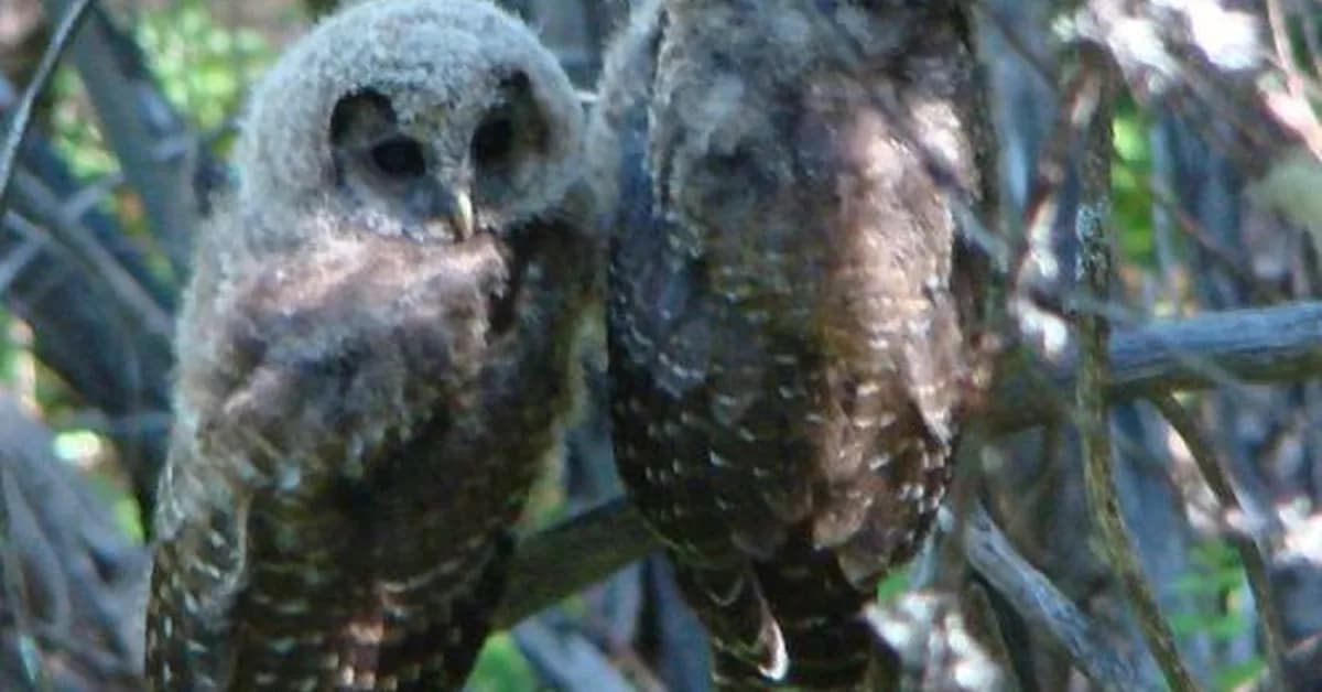 Trump administration attempt to gut Endangered Species Act hits roadblock