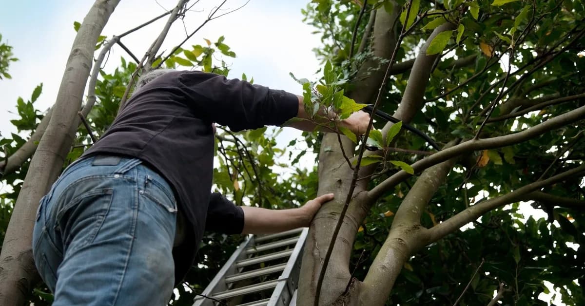 A San Francisco Homeowner Pruned His Trees. Then the City Fined Him $50K.