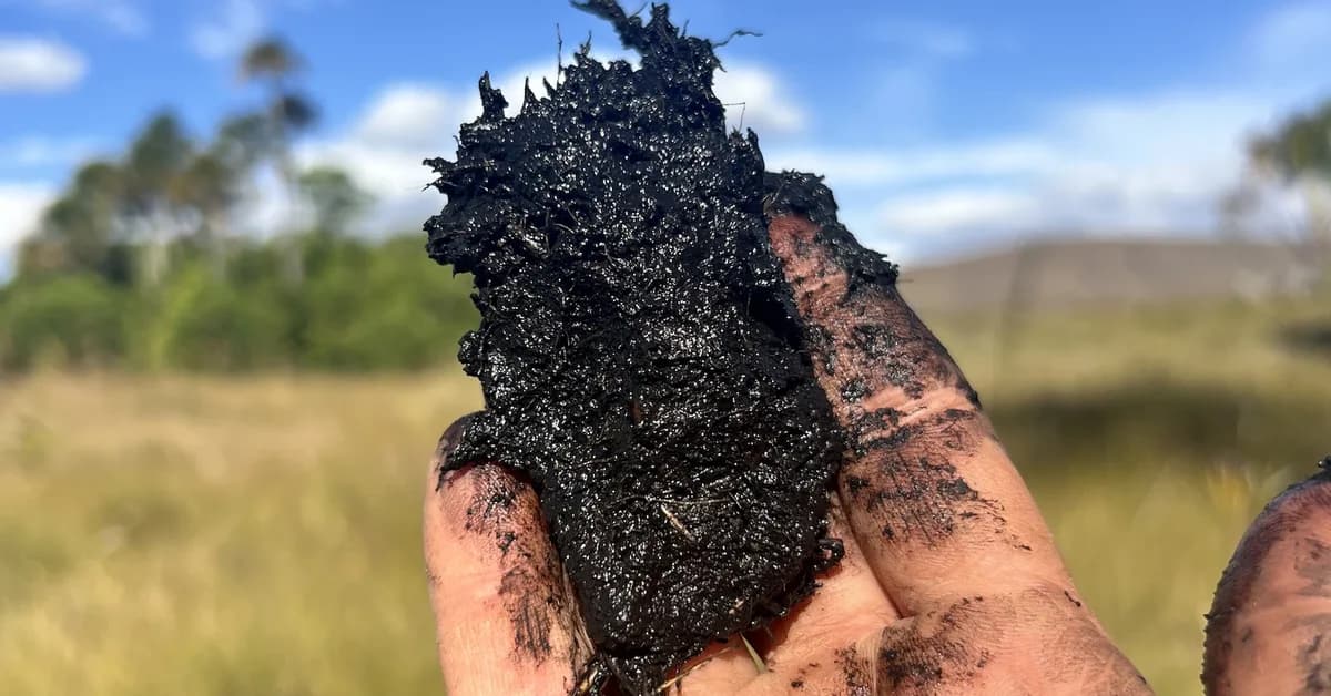 The secret superpower of Brazil's vast savanna
