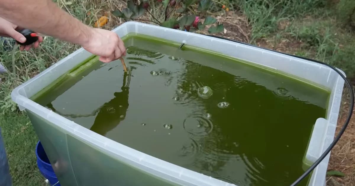 DIY Algae Biodiesel is Harder Than You Think