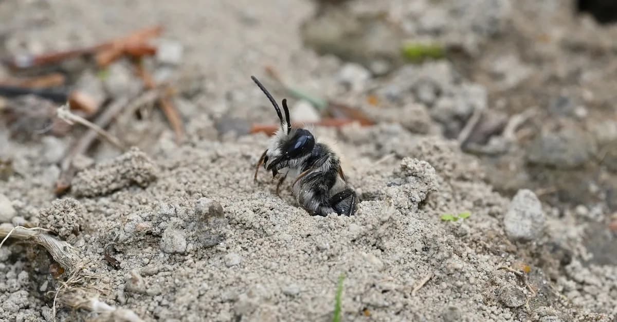 Why millions of adorable bees are emerging from this cemetery