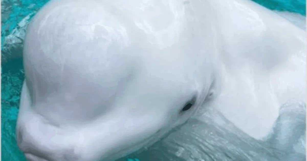 Beluga Dies After Marineland Export as 2 Belugas & 4 Dolphins Are Shipped to Spain