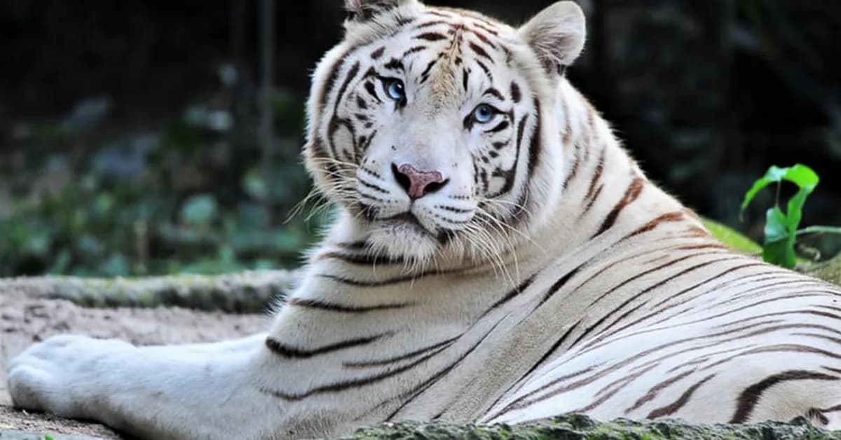 Joe Exotic's Lawyer Runs Afoul Of AI Hallucinations