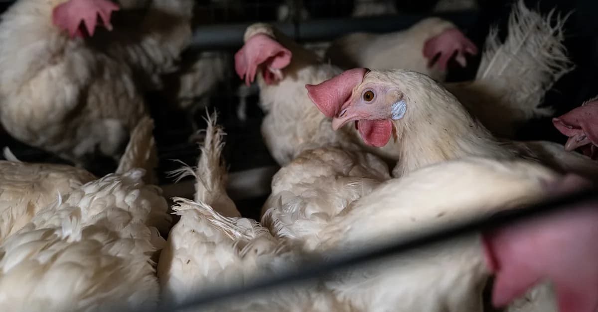 Why the Fight to Ban Cages Benefits Animal Protection
