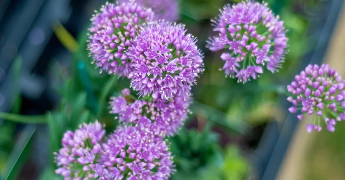 Spring Flowers That Make Your Home More Inviting to Potential Buyers