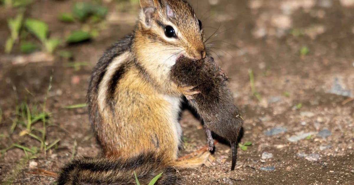 Why scientists want your photos of wildlife eating lunch