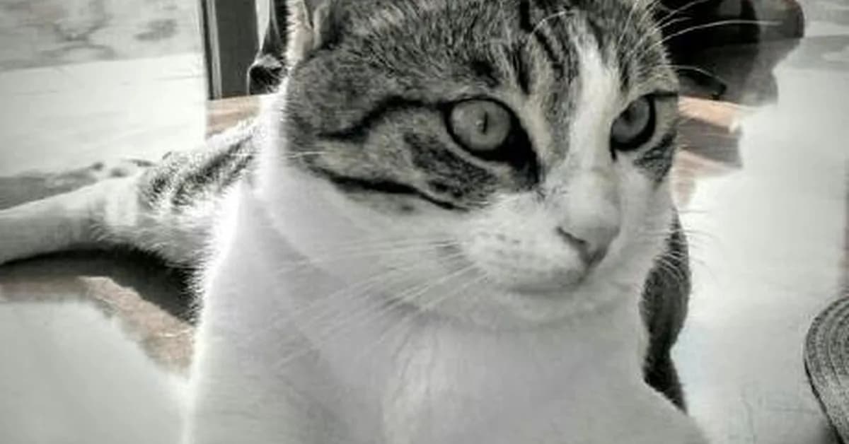 gabime/spdlog — Fast C++ logging library.