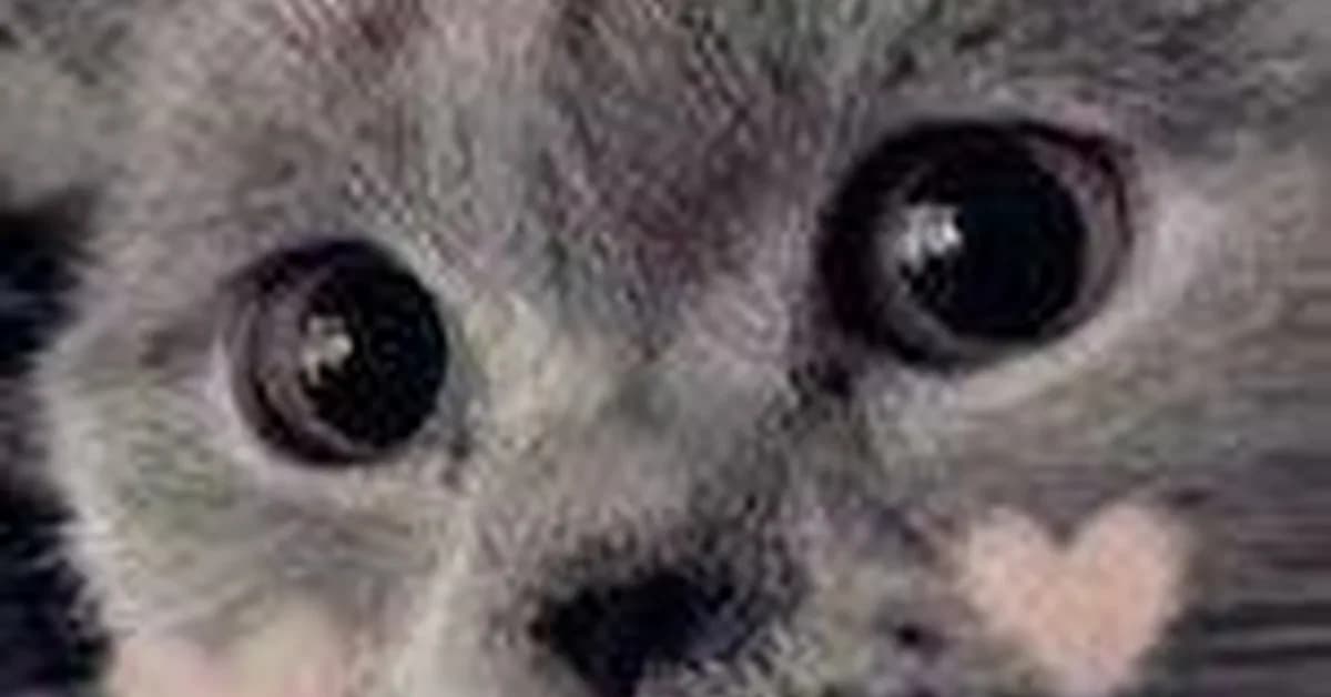 ZhuLinsen/daily_stock_analysis — LLM驱动的 A/H/美股智能分析器：多数据源行情 + 实时新闻 + LLM决策仪表盘 + 多渠道推送，零成本定时运行，纯白嫖. LLM-powered sto