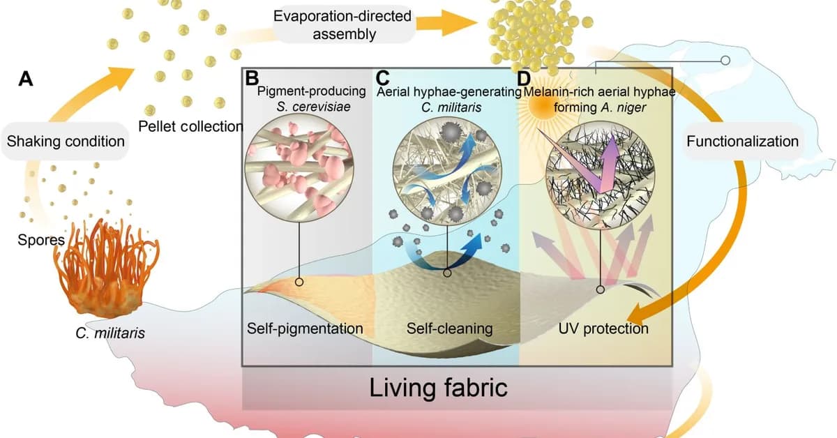 Creating the Greenest Possible Clothing with Living Fungi