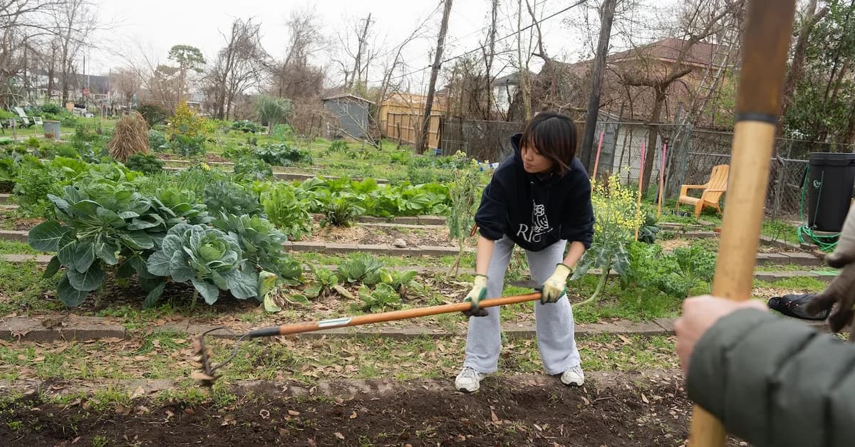 Pocket gardens: The tiny urban oases with surprisingly big benefits