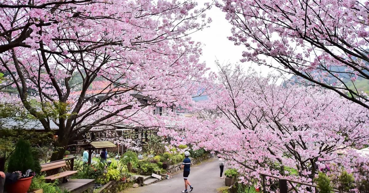 The 12 best places to see cherry blossoms abroad this spring