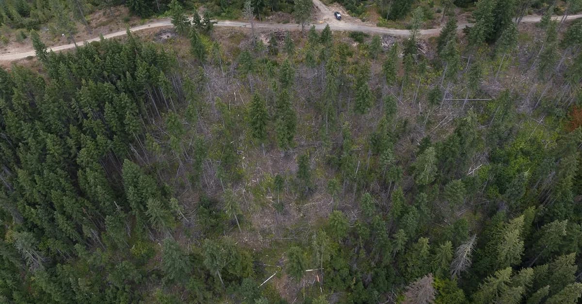 Why thinning a forest could get you more drinking water