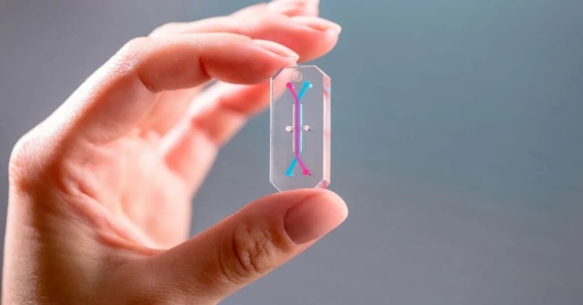 Organ Chips Move Towards Mainstream Drug Development, with Hurdles Ahead