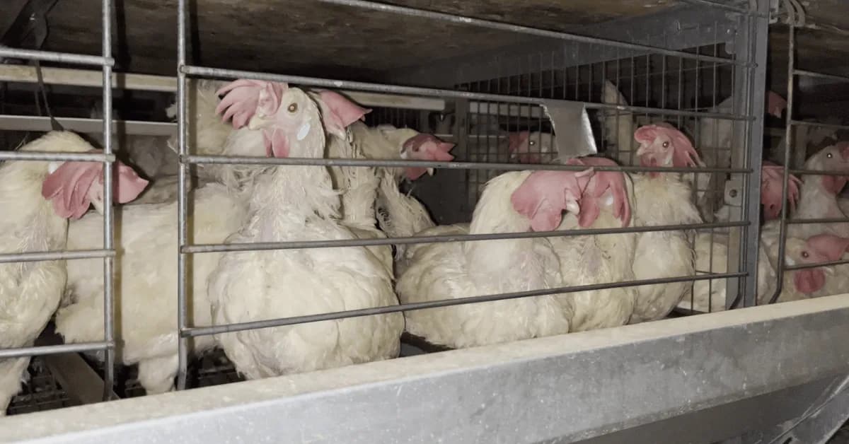 Join Nationwide Protest to End Cages in Sobeys' Supply Chain