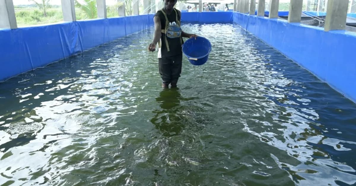 Canadian aquaculture gets a high-tech makeover: How innovation could strengthen future food supplies