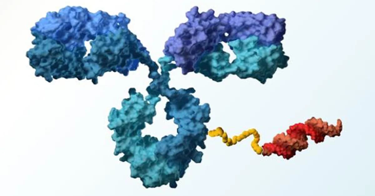 Antibody-Oligonucleotide Conjugate Shows Promise in Myotonic Dystrophy Type 1