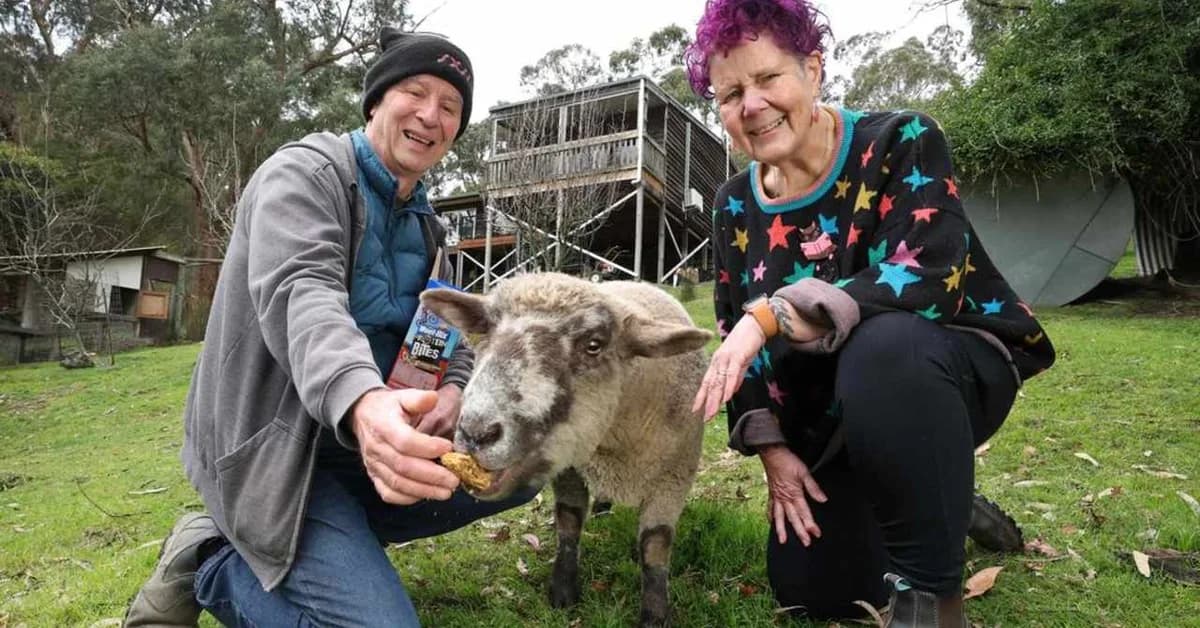 Melbourne house with free sheep smashes reserve by $100,000