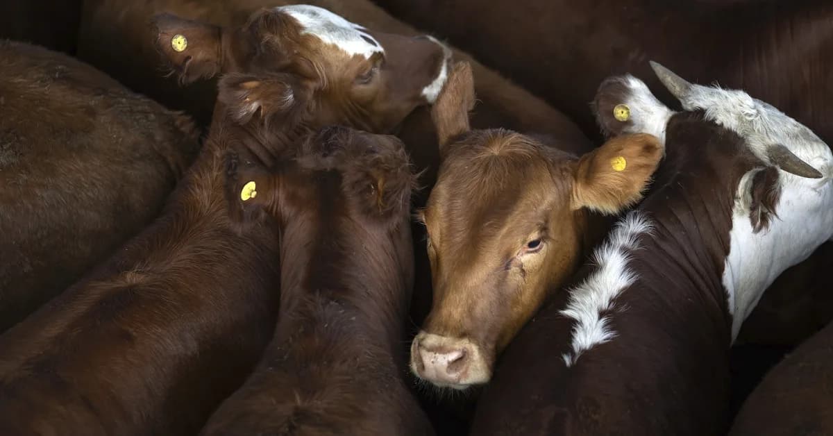 Trump's beef trade deal is a lose-lose gamble that won't lower prices
