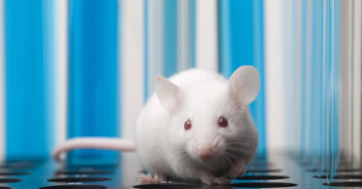 PARP Inhibitor Combination Therapy Boosts Antitumor Activity in NSCLC Models