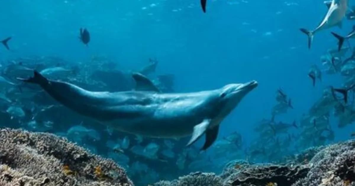 A dolphin named Bubbles makes other fish vomit, then eats it