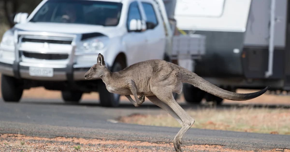 Kangaroo crash prevention tech "possible"