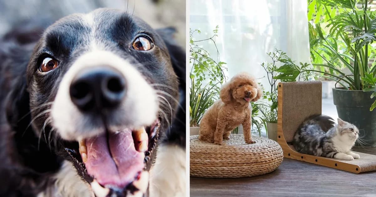35+ Can't-Miss Prime Day Deals to Pamper Your Pets