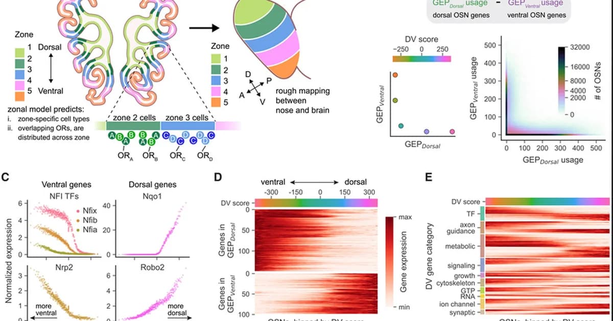 Tracing Olfactory Receptor Mapping Between the Nose and Brain